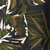 Tiger Palm
